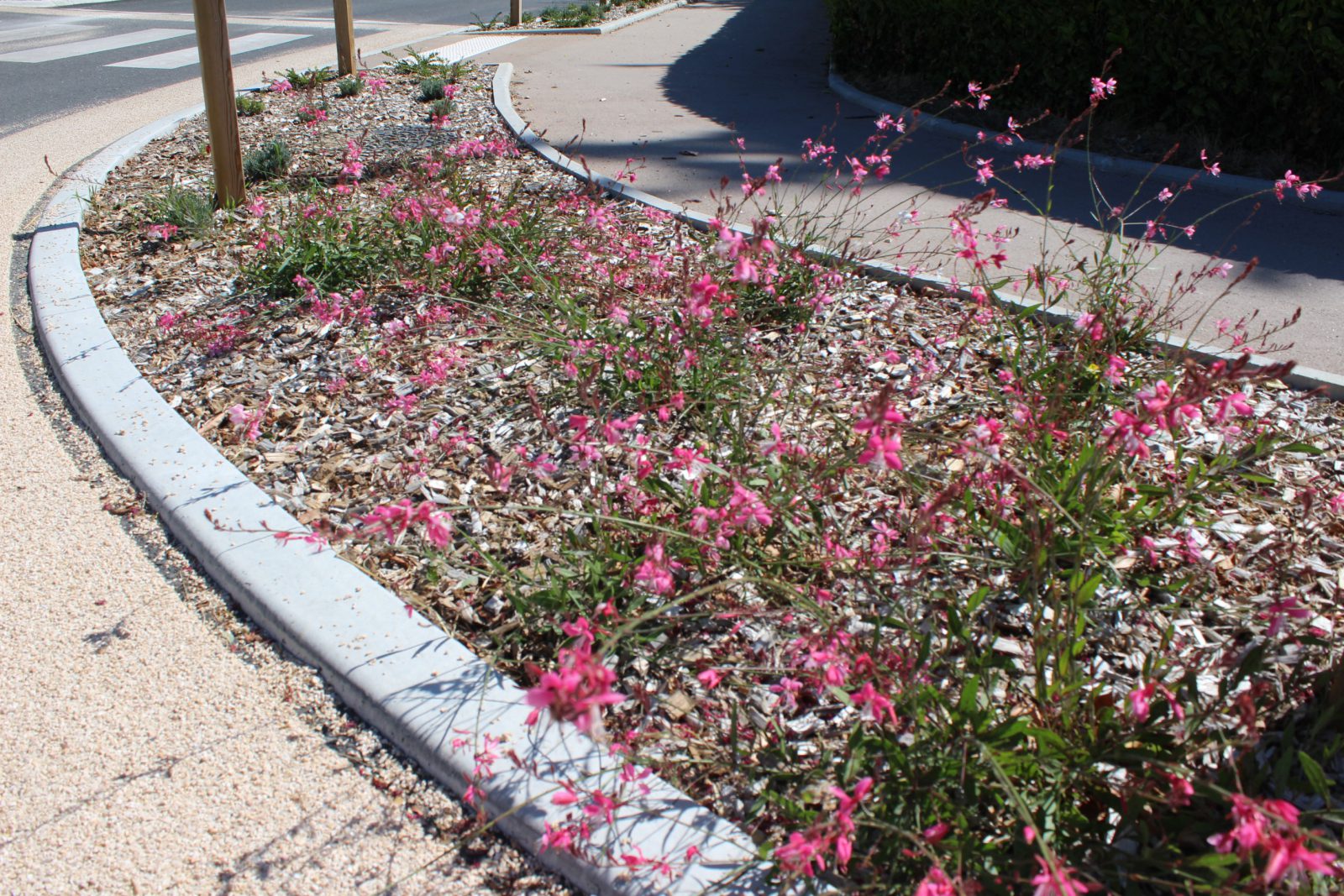 Paillage parterre fleuri